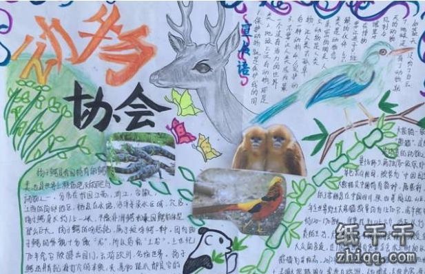 小学生保护动物手抄报