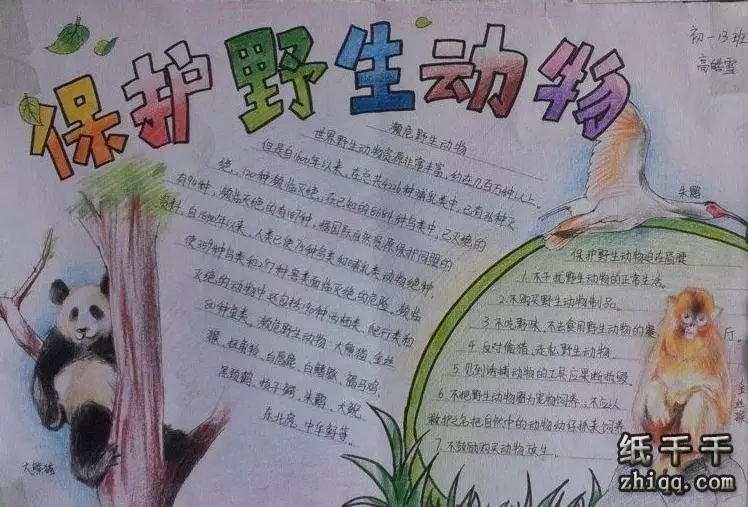 保护动物手抄报内容